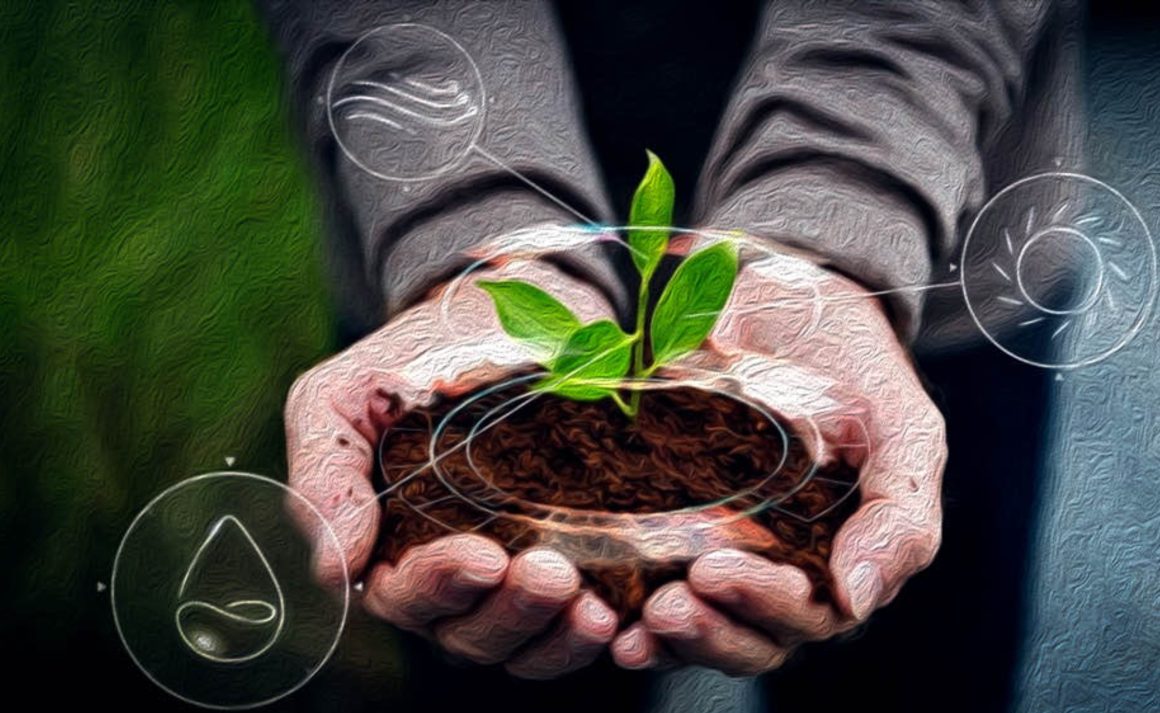 Mãos com uma planta